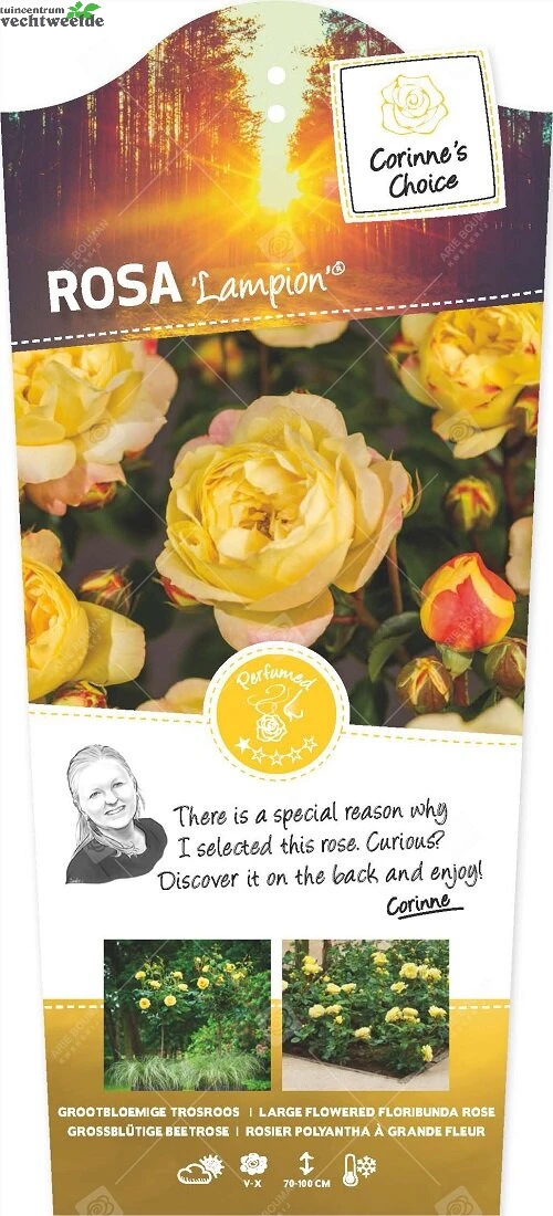 Rosa 'Lampion'®pot 24, Stam 60 1 Rosa 'Lampion'®pot 24, Stam 60