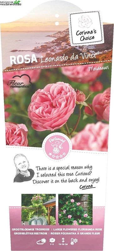 Rosa 'Leonardo Da Vinci'® 1 Rosa 'Leonardo Da Vinci'®