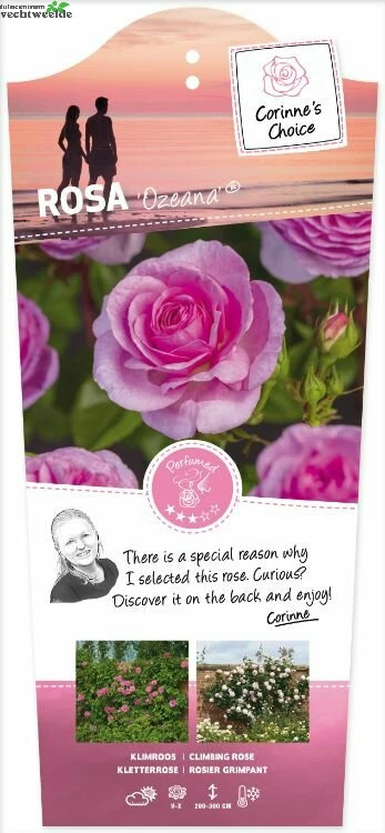 Rosa 'Odelia'(TM) Renaissance® 1 Rosa 'Odelia'(TM) Renaissance®