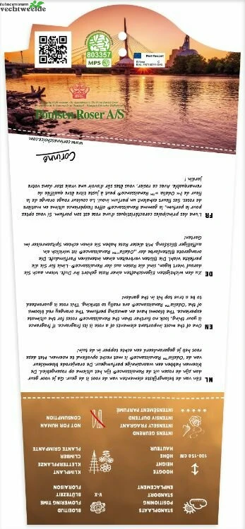 Rosa 'Odelia'(TM) Renaissance® 2 Rosa 'Odelia'(TM) Renaissance® - Afbeelding 2