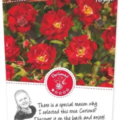 Rosa Rambling Rosie Stok100 C3RP