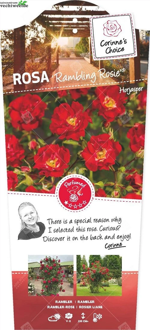 Rosa Rambling Rosie Stok100 C3RP 1 Rosa Rambling Rosie Stok100 C3RP