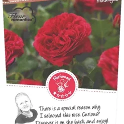 Rosa 'Red Leonardo Da Vinci'®