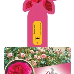 Tuin Blik Verkoopwinkel 9 Rosa 'Sophie Luise'®