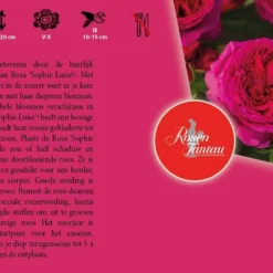 Tuin Blik Verkoopwinkel -Tuin Blik Verkoopwinkel rosa sophie luise 800x528 640b1dbbebc84 l