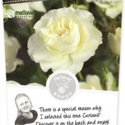 Rosa 'White Meilove'®pot 24, Stam 60