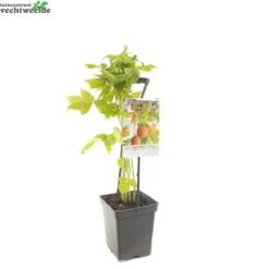 Rubus Idaeus 'Fallgold' 5 Rubus Idaeus 'Fallgold' -Tuin Blik Verkoopwinkel rubus idaeus fallgold 1500x1500 62094c40e553b l