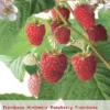 Rubus Idaeus 'Malling Promise'