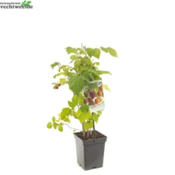 Rubus Ideaus Quatro- Framboos -Tuin Blik Verkoopwinkel rubus ideaus quatro framboos 1500x1500 6209453815d8e l