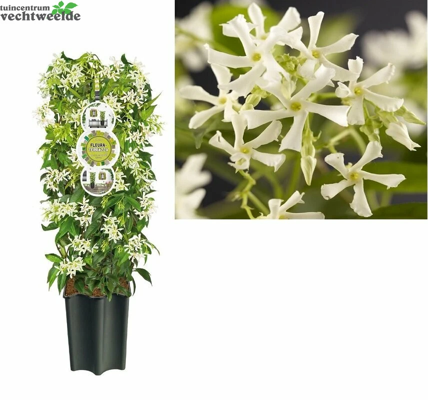 Trachelospermum Jasminoides 1 Trachelospermum Jasminoides