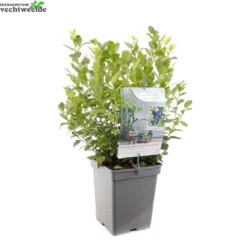 Vaccinium Cor. 'Alvar' 5 Vaccinium Cor. 'Alvar' -Tuin Blik Verkoopwinkel vaccinium cor alvar 1429x1429 62093b68acab9 l