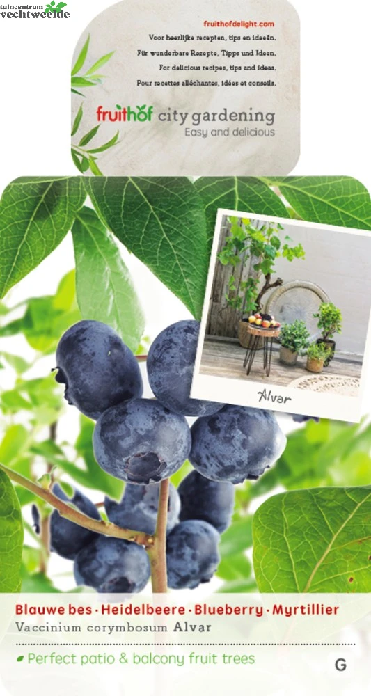 Vaccinium Cor. 'Alvar' 1 Vaccinium Cor. 'Alvar'