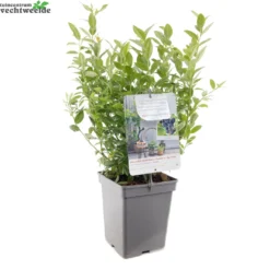 Vaccinium Cor. 'Jorma' 5 Vaccinium Cor. 'Jorma' -Tuin Blik Verkoopwinkel vaccinium cor jorma 1404x1404 62095120c22c7 l