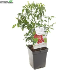 Tuin Blik Verkoopwinkel -Tuin Blik Verkoopwinkel vaccinium cor pink lemonade 1000x1000 6208f3bfb899c l