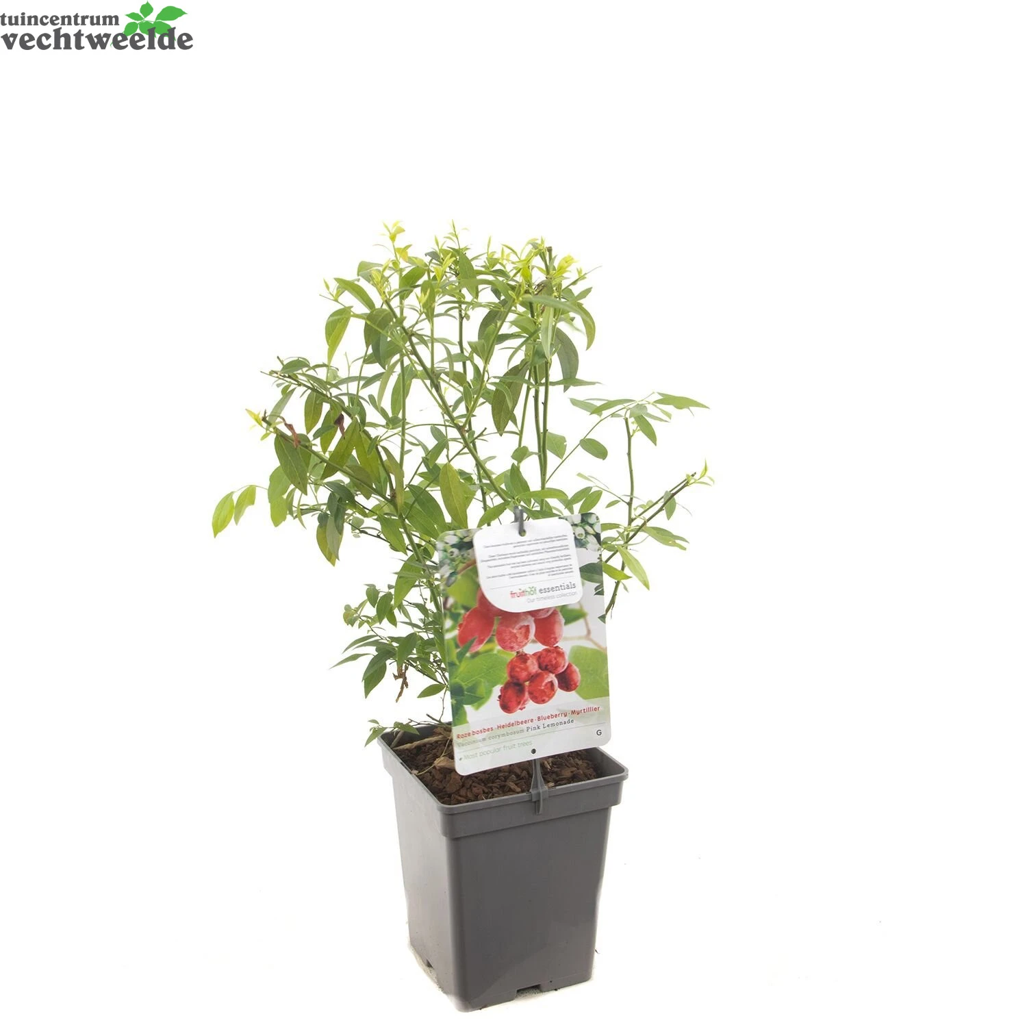 Vaccinium Cor. 'Pink Lemonade' 3 Vaccinium Cor. 'Pink Lemonade' - Afbeelding 3