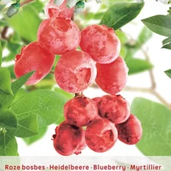 Tuin Blik Verkoopwinkel 24 Vaccinium Cor. 'Pink Lemonade'
