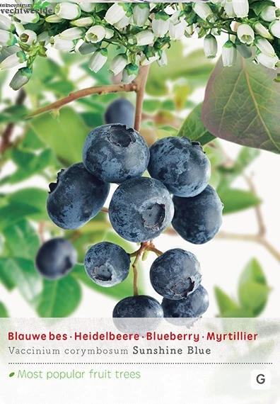 Vaccinium Corymbosum Pot 23cm. 1 Vaccinium Corymbosum Pot 23cm.