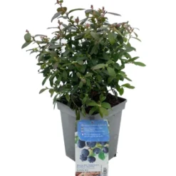 Vaccinium Corymbosum Pot 23cm. 7 Vaccinium Corymbosum Pot 23cm. -Tuin Blik Verkoopwinkel vaccinium corymbosum pot 23cm 520x573 620a132fc0949 l