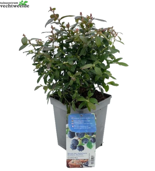 Vaccinium Corymbosum Pot 23cm. 4 Vaccinium Corymbosum Pot 23cm. - Afbeelding 4