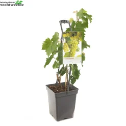 Tuin Blik Verkoopwinkel -Tuin Blik Verkoopwinkel vitis bianca vp5 1000x1000 62091dc8e93d5 l