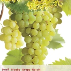 Tuin Blik Verkoopwinkel 18 Vitis Bianca Vp5