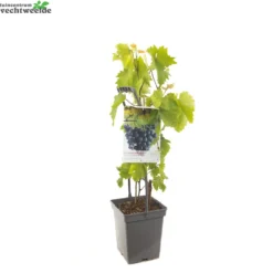 Vitis 'Boskoop Glory' -Tuin Blik Verkoopwinkel vitis boskoop glory 1500x1500 62093e2299766 l