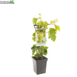 Vitis 'Himrod' -Tuin Blik Verkoopwinkel vitis himrod 1500x1500 62093718cd53a l