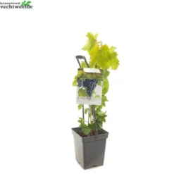 Vitis 'Regent' -Tuin Blik Verkoopwinkel vitis regent 1500x1500 62094536917ac l