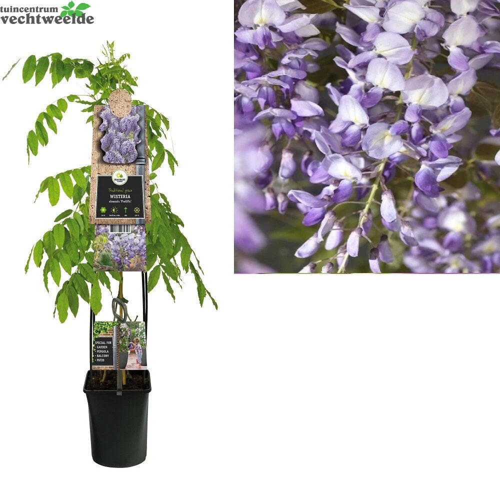 Wisteria Sinensis 'Prolific' 1 Wisteria Sinensis 'Prolific'