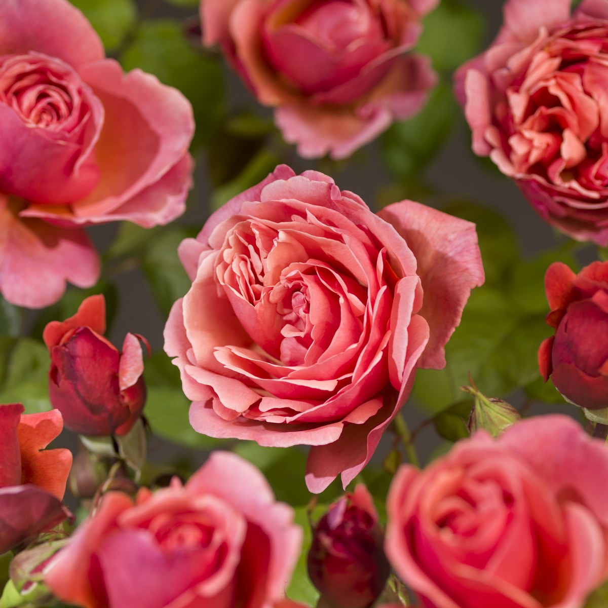 Tuin Blik Verkoopwinkel 16 Tuin Blik Verkoopwinkel -Tuin Blik Verkoopwinkel Line Renaud